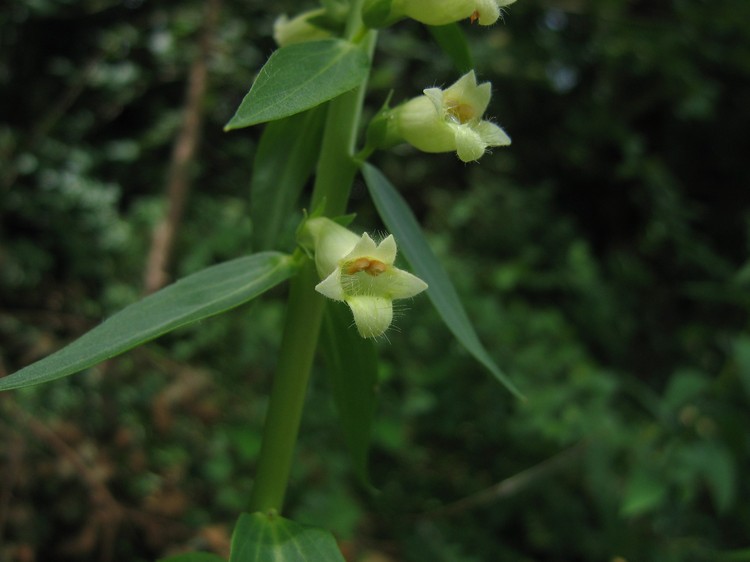 Digitalis lutea